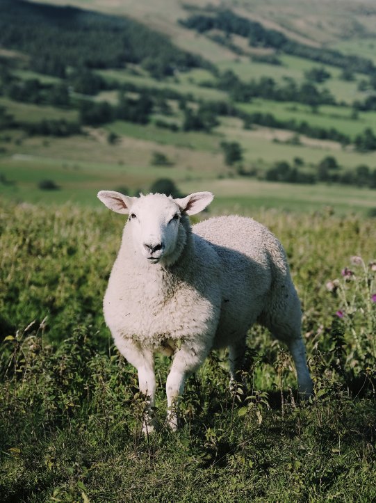 rucksack-magazine-337980-unsplash